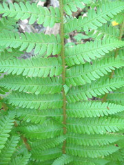 Dryopteris crassirhizoma