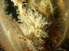 Pycnoclavella aurilucens