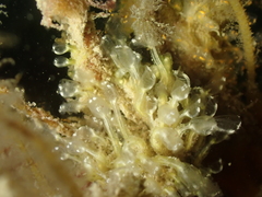Pycnoclavella aurilucens