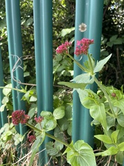Centranthus ruber