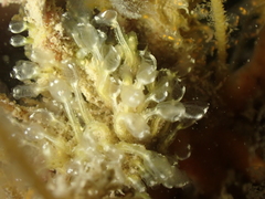 Pycnoclavella aurilucens