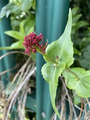 Centranthus ruber