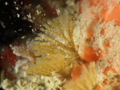 Bugulina
