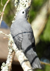 Coracina caesia caesia