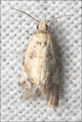 Euphona euphona
