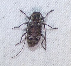 Sternidius punctatus
