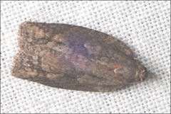 Cryptoptila australana