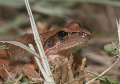 Rana longicrus