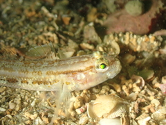 Gobius gasteveni