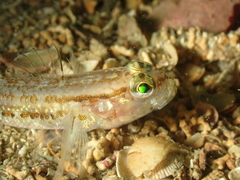 Gobius gasteveni