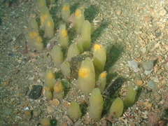 Ciocalypta penicillus