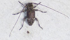 Sternidius punctatus