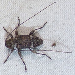 Sternidius punctatus