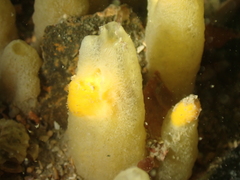 Ciocalypta penicillus