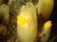 Ciocalypta penicillus