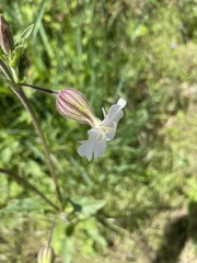 Silene latifolia