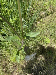 Silene latifolia
