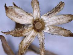 Osteospermum corymbosum