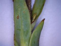 Osteospermum corymbosum