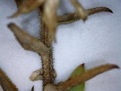 Osteospermum corymbosum