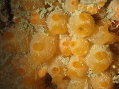 Stolonica socialis