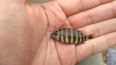 Heterotilapia buettikoferi