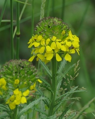 Erysimum odoratum