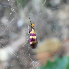 Micropterix aglaella