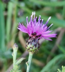 Centaurea limbata