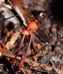 Mycena toyerlaricola