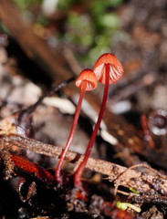 Mycena toyerlaricola