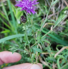 Centaurea limbata