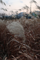 Phragmites australis