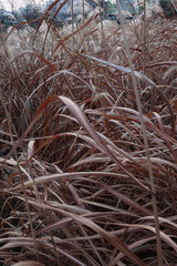Phragmites australis