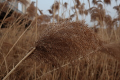 Phragmites australis