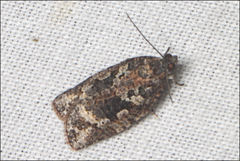 Thrincophora signigerana