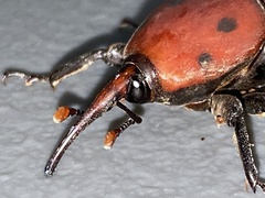Rhynchophorus