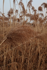 Phragmites australis