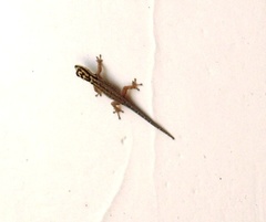 Lygodactylus mombasicus