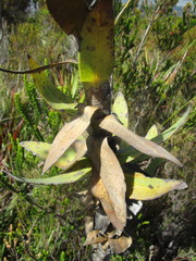 Osteospermum corymbosum