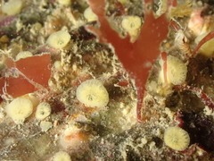 Pyura tessellata