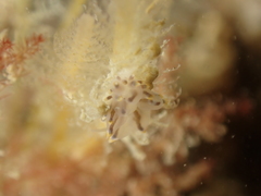 Eubranchus tricolor