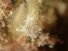 Eubranchus tricolor