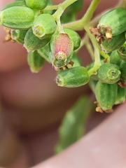 Heterhelus scutellaris