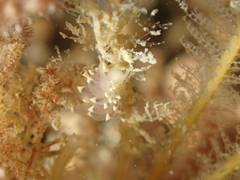 Eubranchus tricolor