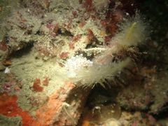 Eubranchus tricolor