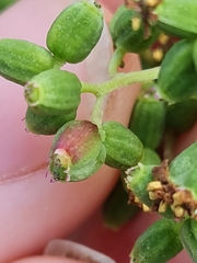 Heterhelus scutellaris