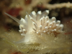 Eubranchus tricolor