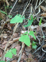 Oxalis obtriangulata
