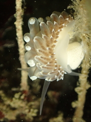 Eubranchus tricolor